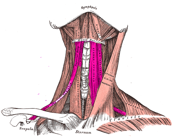 By Mikael Häggström.When using this image in external works, it may be cited as follows:Häggström, Mikael. "Medical gallery of Mikael Häggström 2014". Wikiversity Journal of Medicine 1 (2). DOI:10.15347/wjm/2014.008. ISSN 20018762. (Image:Gray386.png) [Public domain, Public domain or Public domain], via Wikimedia Commons 