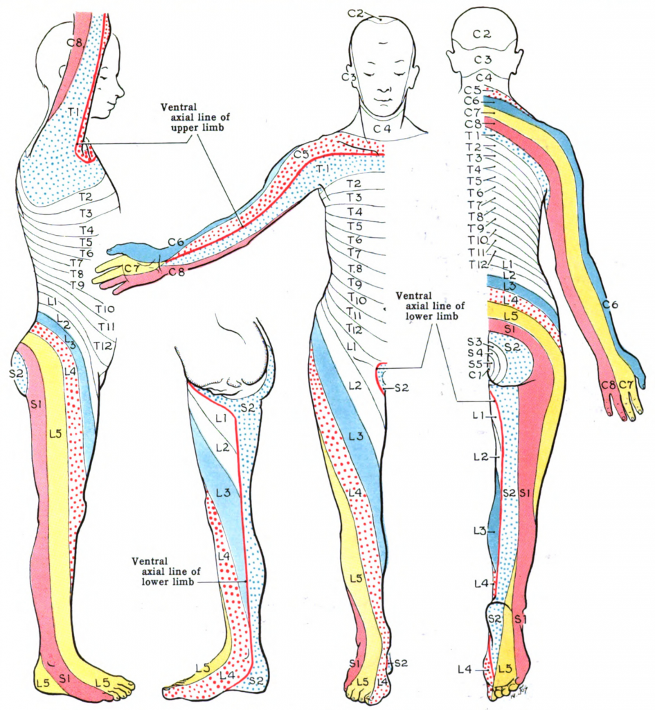 By Grant, John Charles Boileau (An atlas of anatomy, / by regions 1962) [Public domain], via Wikimedia Commons