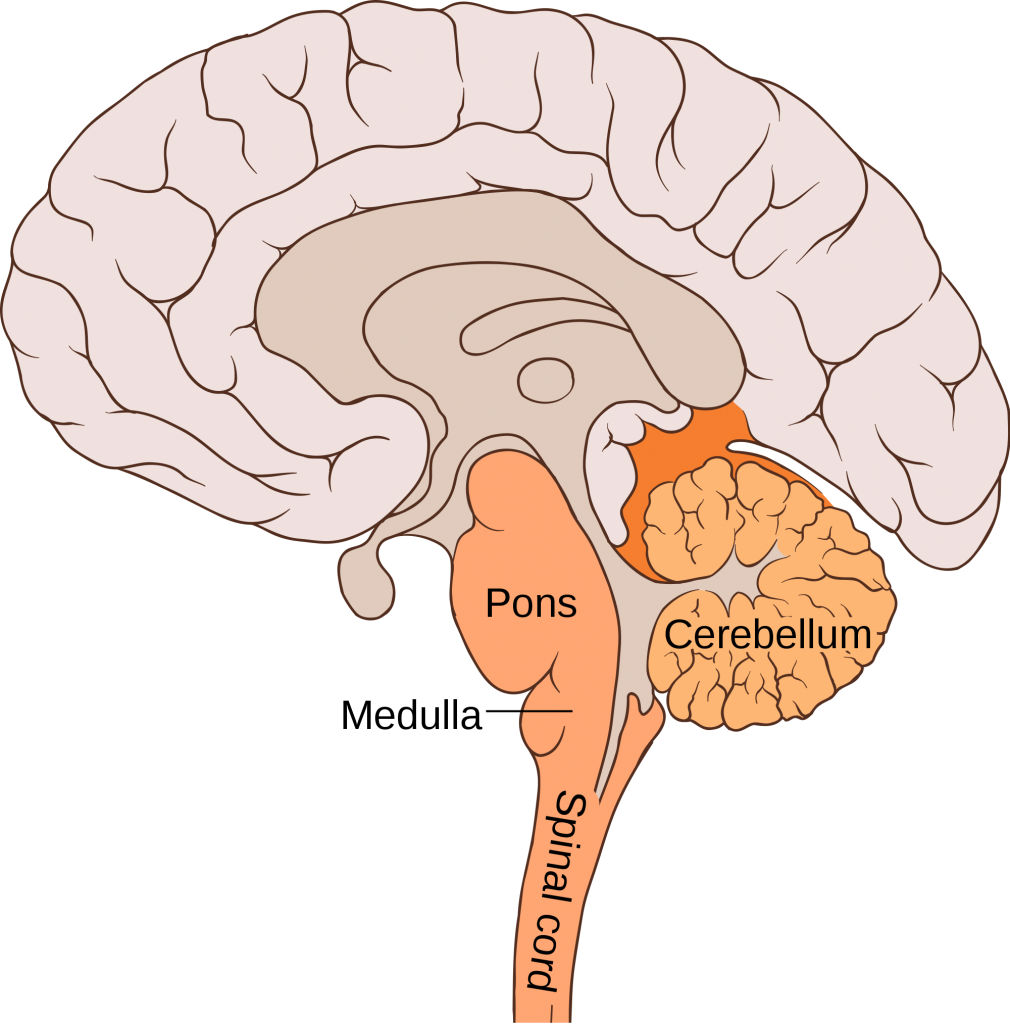 By Image:Brain human sagittal section.svg by Patrick J. Lynch; Image:Brain bulbar region.PNG by DO11.10; present image by Fvasconcellos. [CC BY 2.5 (http://creativecommons.org/licenses/by/2.5)], via Wikimedia Commons