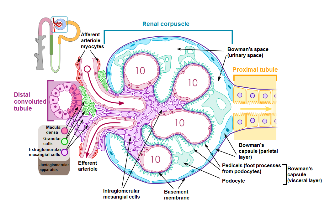 Glomerular Filtration Barrier. (Image modified by FRCEM Success. Original image by MKomorniczak [CC BY-SA 3.0 (http://creativecommons.org/licenses/by-sa/3.0)], via Wikimedia Commons)