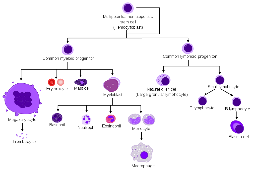 By Mikael Häggström, from original by A. Rad (Image:Hematopoiesis (human) diagram.png by A. Rad) [GFDL (http://www.gnu.org/copyleft/fdl.html) or CC-BY-SA-3.0 (http://creativecommons.org/licenses/by-sa/3.0/)], via Wikimedia Commons